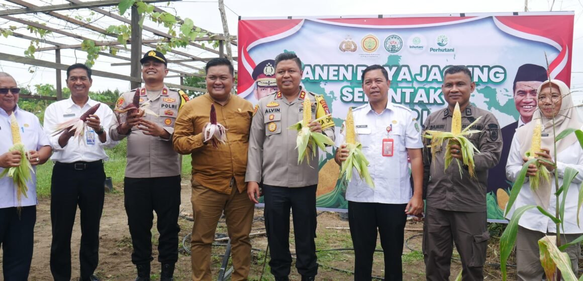Gambar WhatsApp 2025-04-26 pukul 17.20.54_ca62e622 Plh Sekda Sukamara Lakukan Panen Raya Jagung Serentak