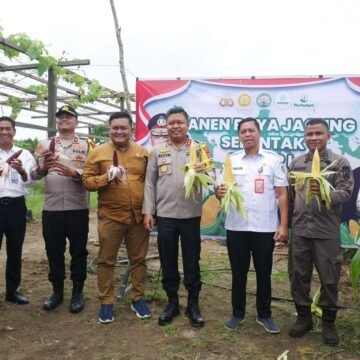 Gambar WhatsApp 2025-04-26 pukul 17.20.54_ca62e622 Plh Sekda Sukamara Lakukan Panen Raya Jagung Serentak