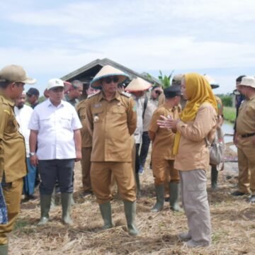Serangan Hama Keong dan Banjir Menyebabkan Panen Padi Tidak Maksimal