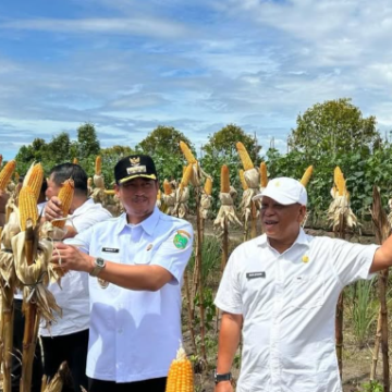jagung Bupati Sukamara Panen Raya Jagung dan Cabai: Dukung Ketahanan Pangan Nasional 2025