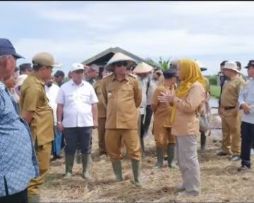 Syukuran Panen Padi di Sungai Pasir: Bupati Tegaskan Komitmen Penguatan Sektor Pertanian Terintegrasi