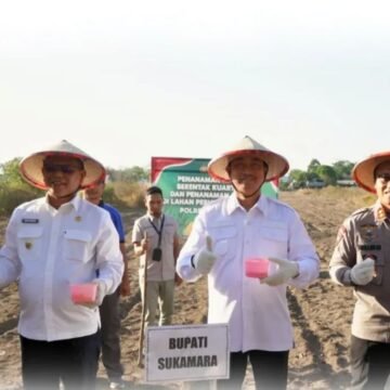 Bupati Hadiri Penanaman Jagung Serentak Kuartal III