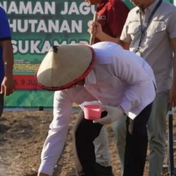 Suksesnya Program Penanaman Jagung Bergantung Pada Kerja Sama Seluruh Pihak